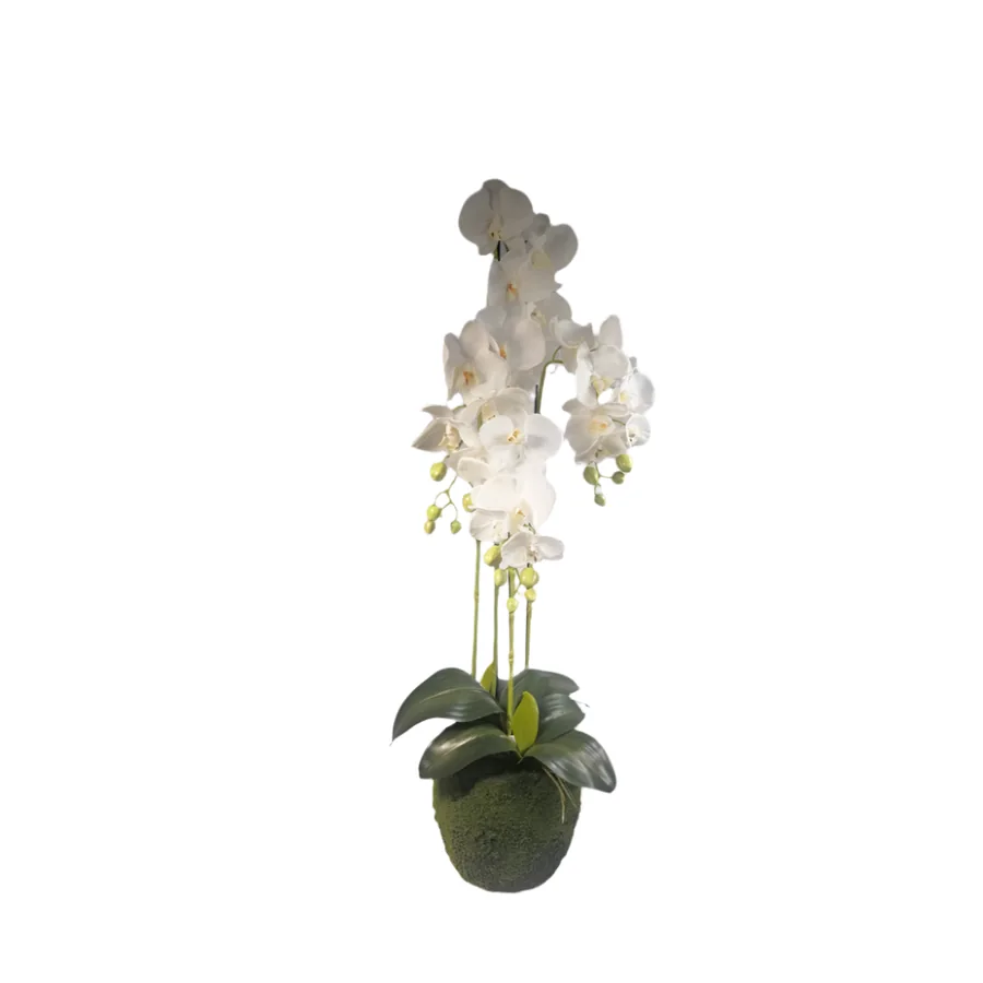 Orchid Plant 1.2M - White