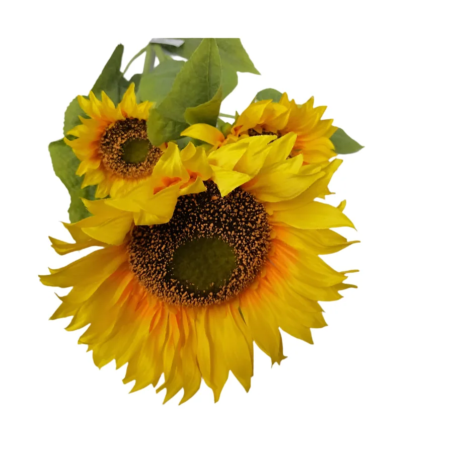 Sunflower 3 Head 1.1M